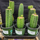 #EC157 EXACT Trichocereus Pachanoi "Awful" Cactus Various sizes