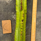 #EC169 EXACT Trichocereus Pachanoi Monstrose TPM Cactus TLC Cuttings A-J