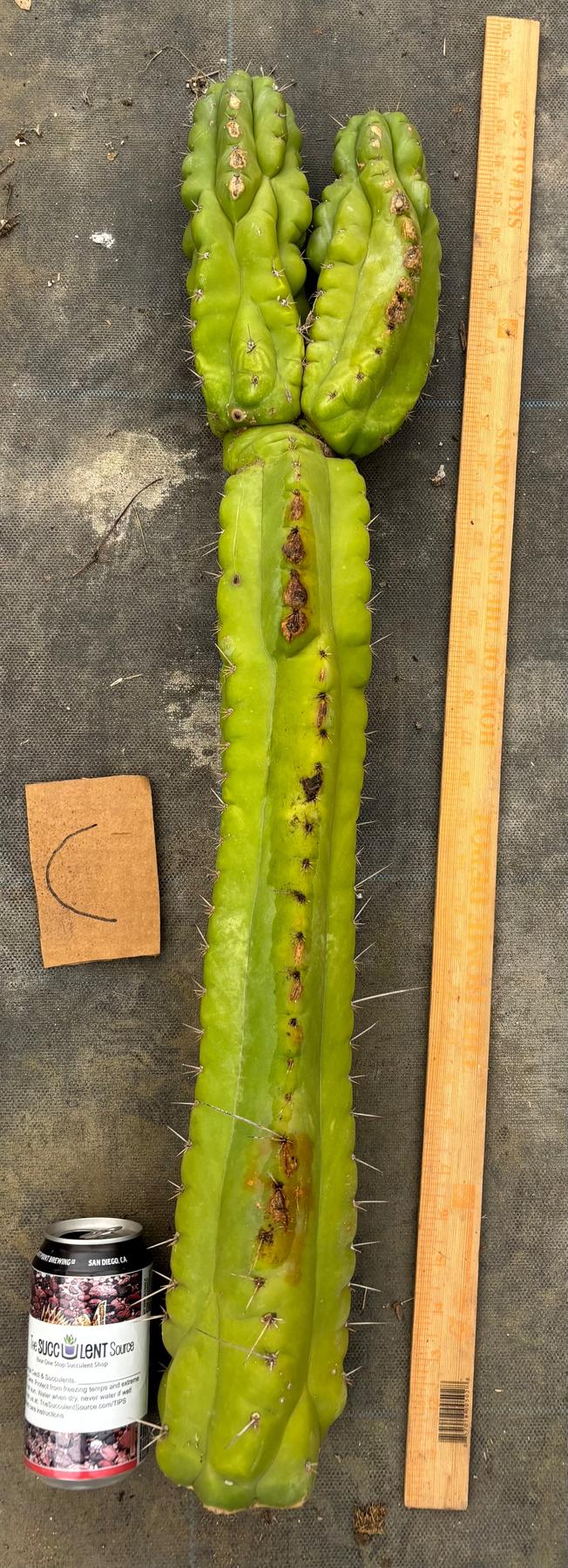 #EC169 EXACT Trichocereus Pachanoi Monstrose TPM Cactus TLC Cuttings A-J