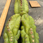 #EC169 EXACT Trichocereus Pachanoi Monstrose TPM Cactus TLC Cuttings A-J