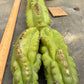 #EC169 EXACT Trichocereus Pachanoi Monstrose TPM Cactus TLC Cuttings A-J