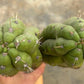 #EC169 EXACT Trichocereus Pachanoi Monstrose TPM Cactus TLC Cuttings A-J