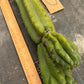 #EC169 EXACT Trichocereus Pachanoi Monstrose TPM Cactus TLC Cuttings A-J