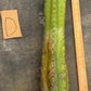 #EC169 EXACT Trichocereus Pachanoi Monstrose TPM Cactus TLC Cuttings A-J