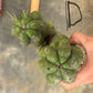 #EC169 EXACT Trichocereus Pachanoi Monstrose TPM Cactus TLC Cuttings A-J