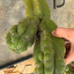 #EC169 EXACT Trichocereus Pachanoi Monstrose TPM Cactus TLC Cuttings A-J