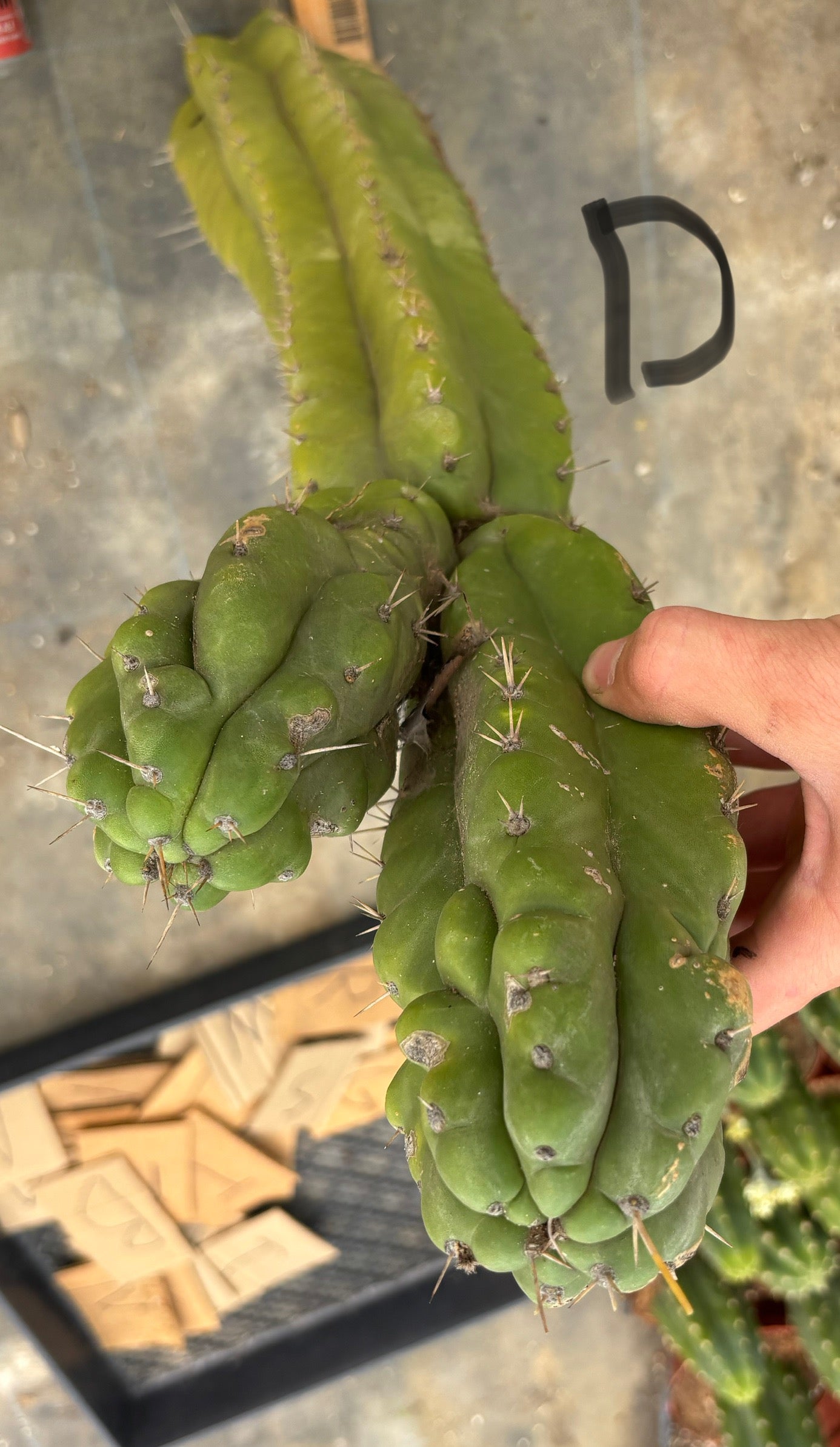#EC169 EXACT Trichocereus Pachanoi Monstrose TPM Cactus TLC Cuttings A-J