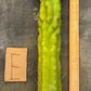 #EC169 EXACT Trichocereus Pachanoi Monstrose TPM Cactus TLC Cuttings A-J
