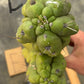 #EC169 EXACT Trichocereus Pachanoi Monstrose TPM Cactus TLC Cuttings A-J