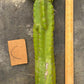 #EC169 EXACT Trichocereus Pachanoi Monstrose TPM Cactus TLC Cuttings A-J