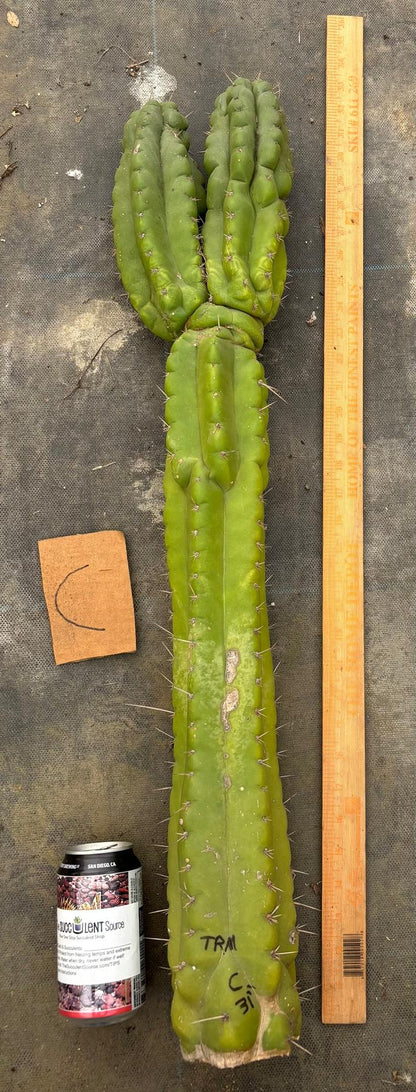 #EC169 EXACT Trichocereus Pachanoi Monstrose TPM Cactus TLC Cuttings A-J
