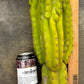 #EC169 EXACT Trichocereus Pachanoi Monstrose TPM Cactus TLC Cuttings A-J