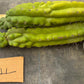#EC169 EXACT Trichocereus Pachanoi Monstrose TPM Cactus TLC Cuttings A-J