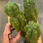 #EC169 EXACT Trichocereus Pachanoi Monstrose TPM Cactus TLC Cuttings A-J