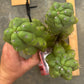 #EC169 EXACT Trichocereus Pachanoi Monstrose TPM Cactus TLC Cuttings A-J