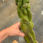#EC169 EXACT Trichocereus Pachanoi Monstrose TPM Cactus TLC Cuttings A-J