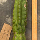 #EC169 EXACT Trichocereus Pachanoi Monstrose TPM Cactus TLC Cuttings A-J