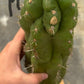 #EC169 EXACT Trichocereus Pachanoi Monstrose TPM Cactus TLC Cuttings A-J