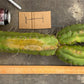 #EC169 EXACT Trichocereus Pachanoi Monstrose TPM Cactus TLC Cuttings A-J