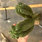 #EC169 EXACT Trichocereus Pachanoi Monstrose TPM Cactus TLC Cuttings A-J