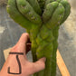 #EC169 EXACT Trichocereus Pachanoi Monstrose TPM Cactus TLC Cuttings A-J