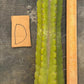 #EC169 EXACT Trichocereus Pachanoi Monstrose TPM Cactus TLC Cuttings A-J