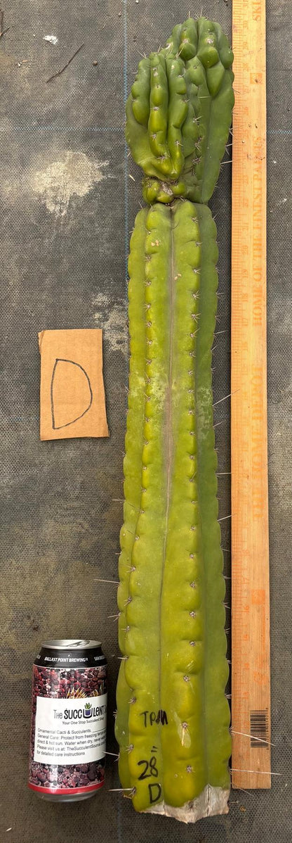 #EC169 EXACT Trichocereus Pachanoi Monstrose TPM Cactus TLC Cuttings A-J