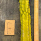 #EC169 EXACT Trichocereus Pachanoi Monstrose TPM Cactus TLC Cuttings A-J