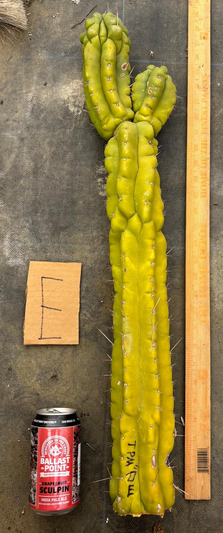 #EC169 EXACT Trichocereus Pachanoi Monstrose TPM Cactus TLC Cuttings A-J