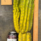 #EC169 EXACT Trichocereus Pachanoi Monstrose TPM Cactus TLC Cuttings A-J