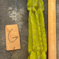 #EC169 EXACT Trichocereus Pachanoi Monstrose TPM Cactus TLC Cuttings A-J