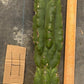 #EC169 EXACT Trichocereus Pachanoi Monstrose TPM Cactus TLC Cuttings A-J