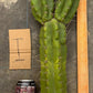 #EC169 EXACT Trichocereus Pachanoi Monstrose TPM Cactus TLC Cuttings A-J