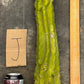 #EC169 EXACT Trichocereus Pachanoi Monstrose TPM Cactus TLC Cuttings A-J