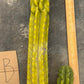 #EC169 EXACT Trichocereus Pachanoi Monstrose TPM Cactus TLC Cuttings A-J