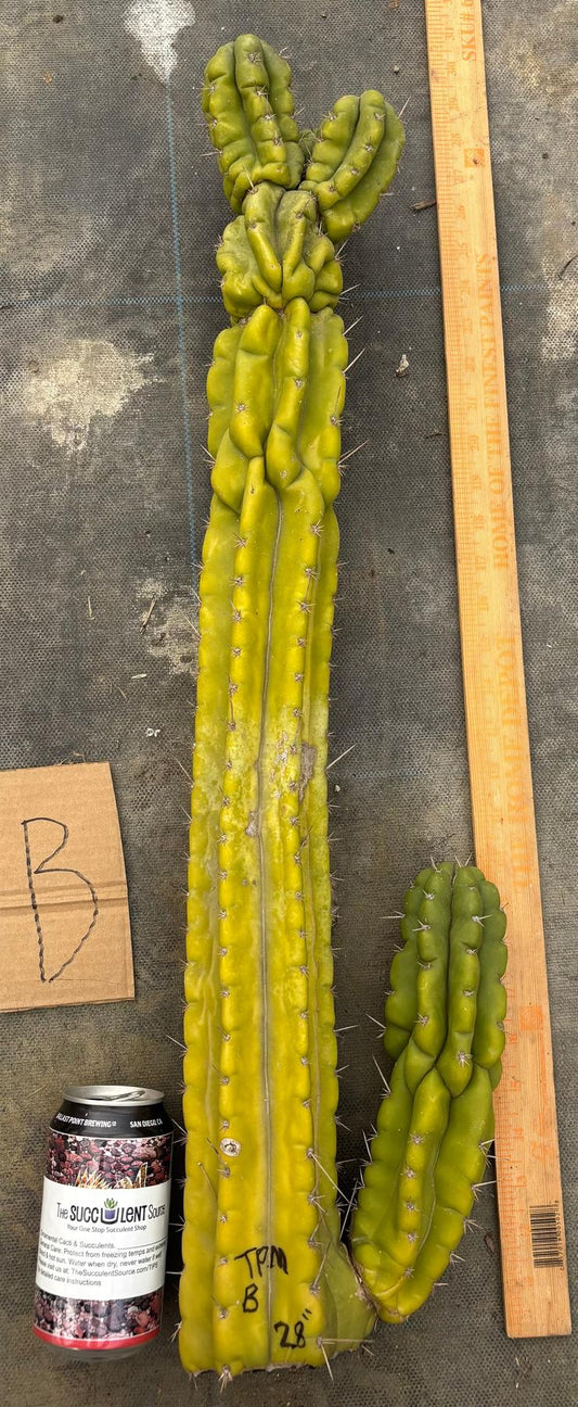 #EC169 EXACT Trichocereus Pachanoi Monstrose TPM Cactus TLC Cuttings A-J