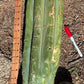 #EC173 EXACT Trichocereus Variety of Long Cuttings