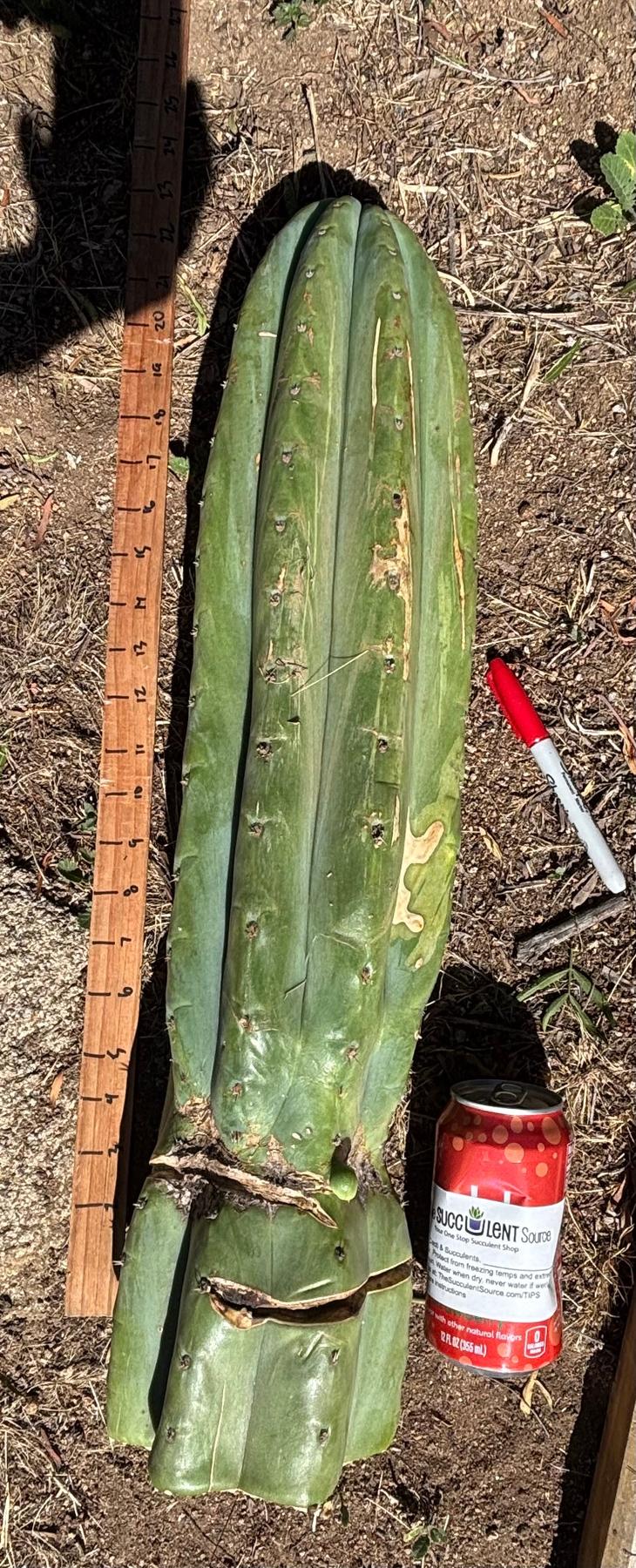#EC173 EXACT Trichocereus Variety of Long Cuttings
