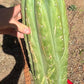 #EC173 EXACT Trichocereus Variety of Long Cuttings