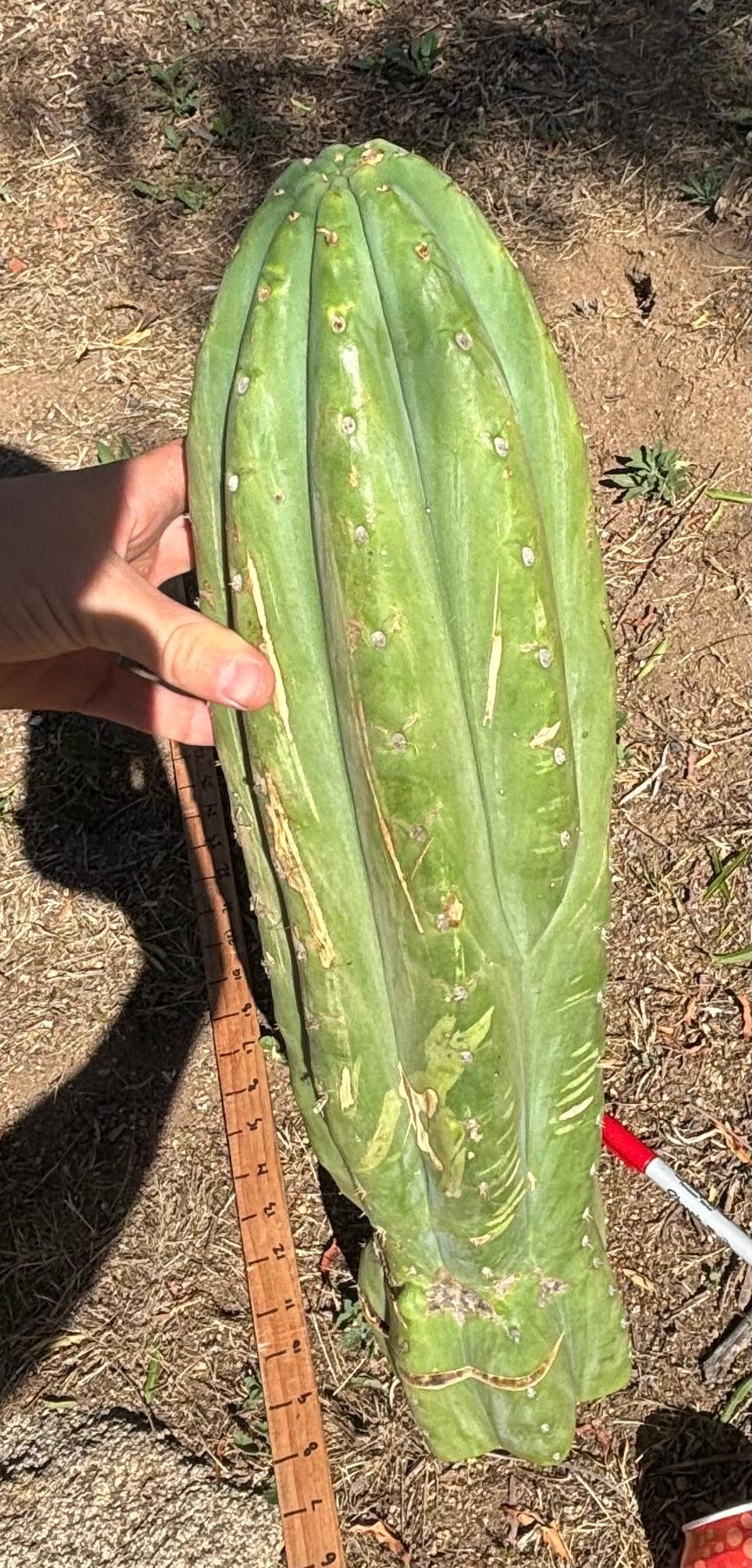#EC173 EXACT Trichocereus Variety of Long Cuttings