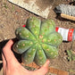 #EC173 EXACT Trichocereus Variety of Long Cuttings