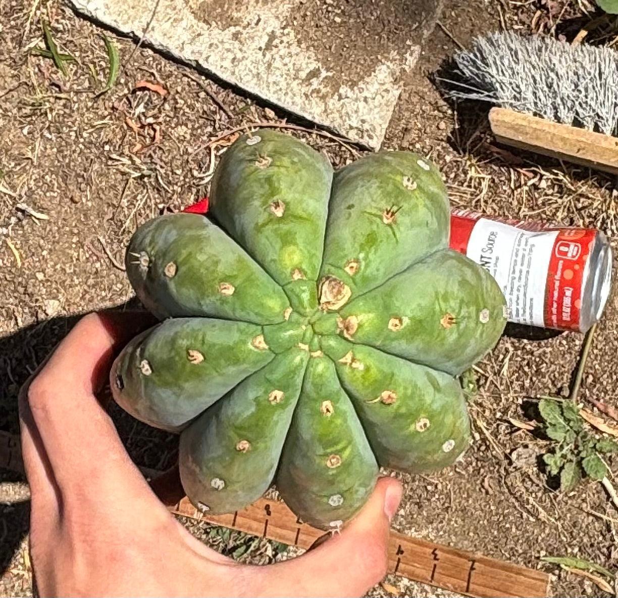 #EC173 EXACT Trichocereus Variety of Long Cuttings