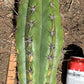 #EC173 EXACT Trichocereus Variety of Long Cuttings