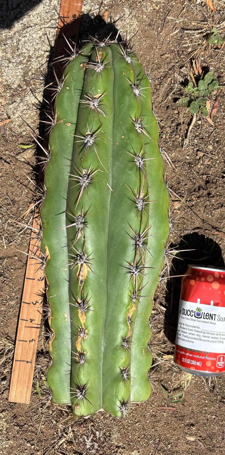 #EC173 EXACT Trichocereus Variety of Long Cuttings