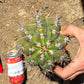 #EC173 EXACT Trichocereus Variety of Long Cuttings