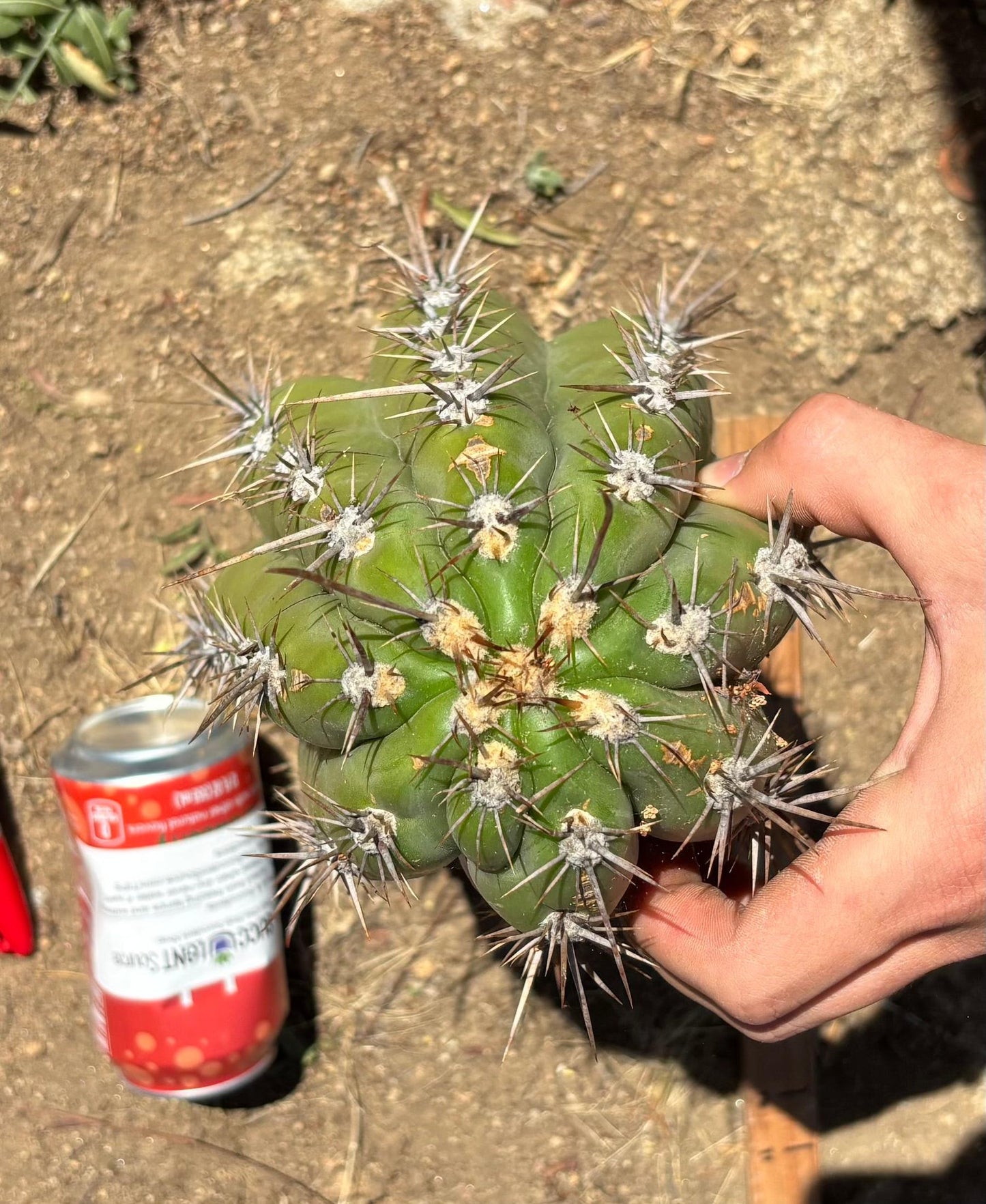 #EC173 EXACT Trichocereus Variety of Long Cuttings