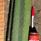 #EC173 EXACT Trichocereus Variety of Long Cuttings