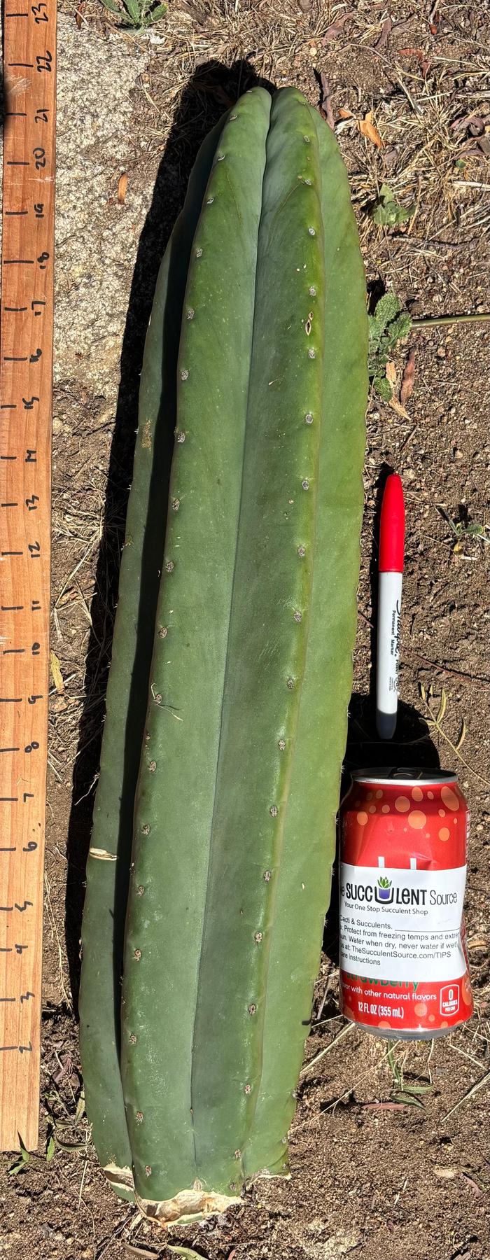 #EC173 EXACT Trichocereus Variety of Long Cuttings