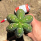 #EC173 EXACT Trichocereus Variety of Long Cuttings