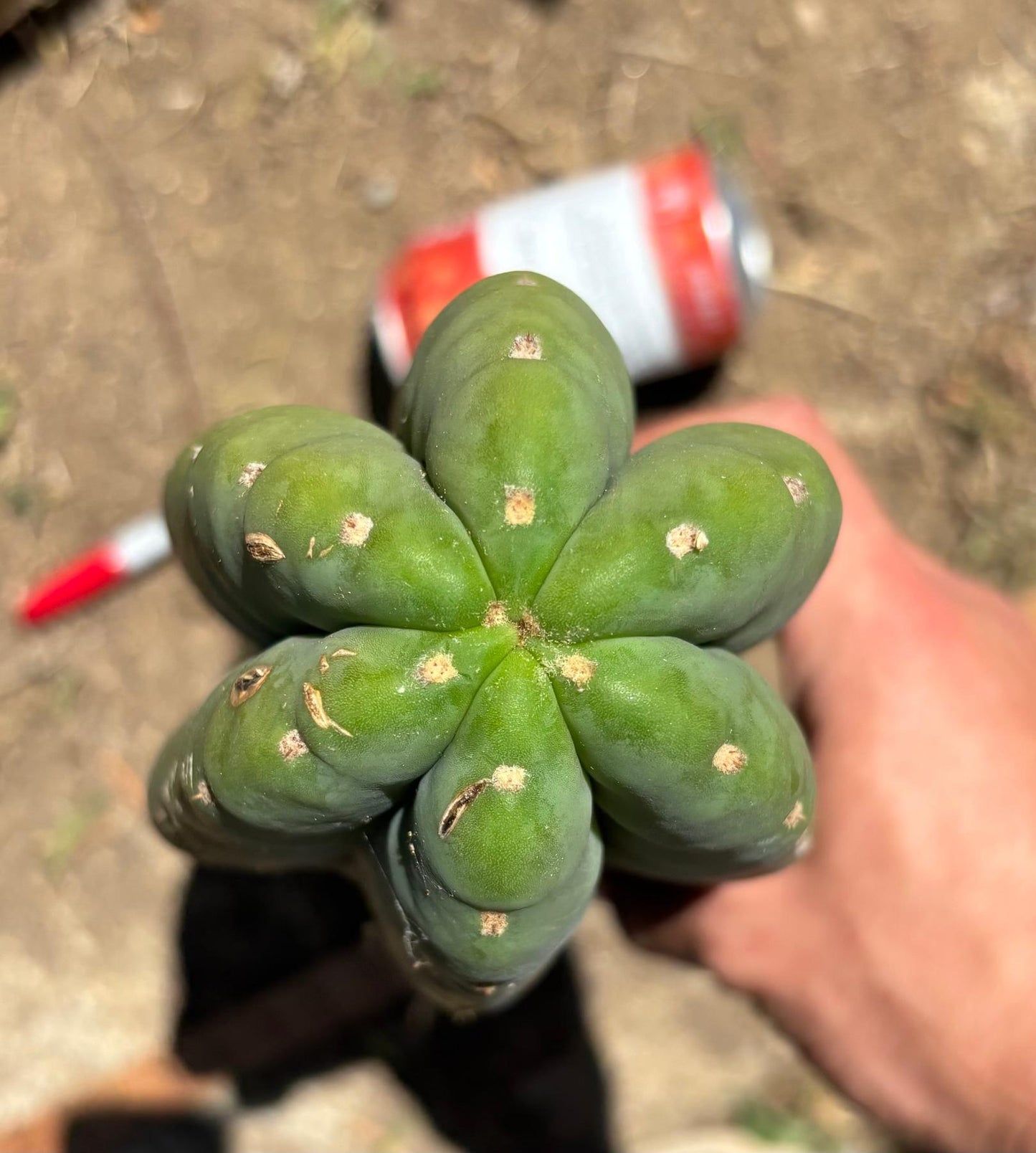 #EC173 EXACT Trichocereus Variety of Long Cuttings